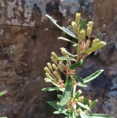 Olearia erubescens at Berlang, NSW - 1 Oct 2023