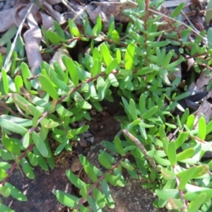 Persoonia chamaepeuce at Berlang, NSW - 1 Oct 2023