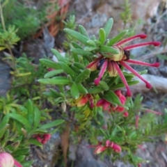 Grevillea lanigera (Woolly Grevillea) at QPRC LGA - 1 Oct 2023 by MatthewFrawley