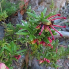 Grevillea lanigera (Woolly Grevillea) at Berlang, NSW - 1 Oct 2023 by MatthewFrawley