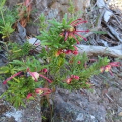 Grevillea lanigera at Berlang, NSW - 1 Oct 2023 11:36 AM