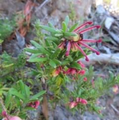 Grevillea lanigera at Berlang, NSW - 1 Oct 2023