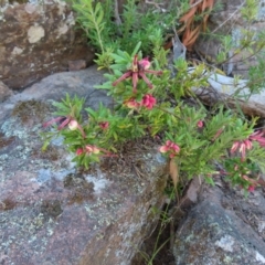 Grevillea lanigera at Berlang, NSW - 1 Oct 2023 11:36 AM