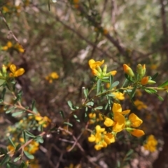 Pultenaea flexilis at Deua National Park (CNM area) - 1 Oct 2023 by MatthewFrawley