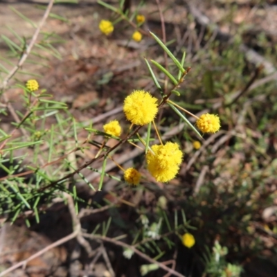 Acacia brownii (Heath Wattle) at QPRC LGA - 1 Oct 2023 by MatthewFrawley