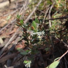 Brachyloma daphnoides (Daphne Heath) at Berlang, NSW - 1 Oct 2023 by MatthewFrawley