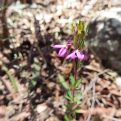 Tetratheca thymifolia (Black-eyed Susan) at Berlang, NSW - 1 Oct 2023 by MatthewFrawley