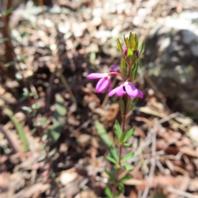 Tetratheca thymifolia (Black-eyed Susan) at QPRC LGA - 1 Oct 2023 by MatthewFrawley