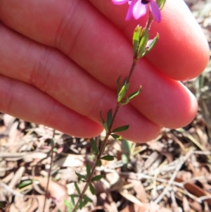 Tetratheca thymifolia at Berlang, NSW - 1 Oct 2023