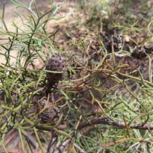 Petrophile pedunculata at Berlang, NSW - suppressed