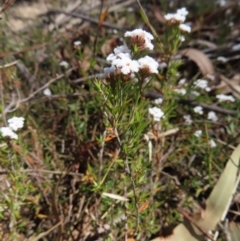 Leucopogon virgatus (Common Beard-heath) at Berlang, NSW - 1 Oct 2023 by MatthewFrawley