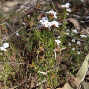 Leucopogon virgatus at Berlang, NSW - 1 Oct 2023