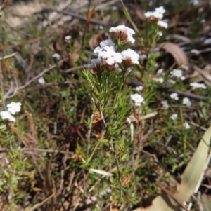 Leucopogon virgatus at Berlang, NSW - 1 Oct 2023 12:00 PM