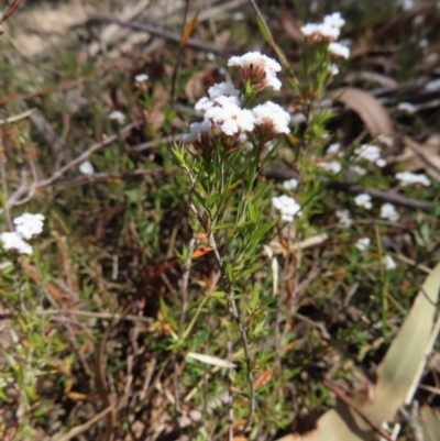 Leucopogon virgatus (Common Beard-heath) at Deua National Park (CNM area) - 1 Oct 2023 by MatthewFrawley