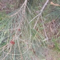 Allocasuarina littoralis (Black She-oak) at Majura, ACT - 2 Oct 2023 by abread111