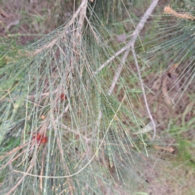 Allocasuarina littoralis (Black She-oak) at Majura, ACT - 2 Oct 2023 by abread111
