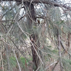 Allocasuarina littoralis at Majura, ACT - 2 Oct 2023