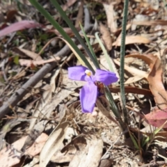 Patersonia sericea (Silky Purple-flag) at Deua National Park (CNM area) - 1 Oct 2023 by MatthewFrawley