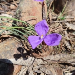 Patersonia sericea at Berlang, NSW - 1 Oct 2023