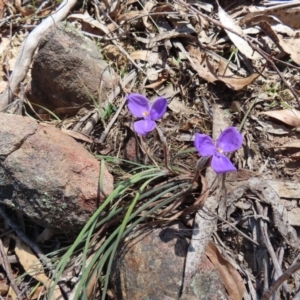 Patersonia sericea at Berlang, NSW - 1 Oct 2023