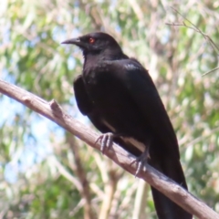 Corcorax melanorhamphos (White-winged Chough) at Berlang, NSW - 1 Oct 2023 by MatthewFrawley