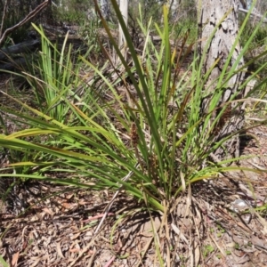 Lomandra longifolia at Krawarree, NSW - 1 Oct 2023