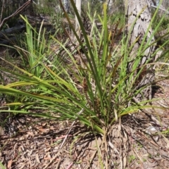 Lomandra longifolia (Spiny-headed Mat-rush, Honey Reed) at Krawarree, NSW - 1 Oct 2023 by MatthewFrawley