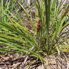 Lomandra longifolia at Krawarree, NSW - 1 Oct 2023