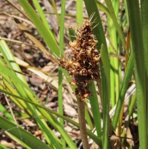 Lomandra longifolia at Krawarree, NSW - 1 Oct 2023