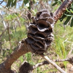 Banksia marginata (Silver Banksia) at Krawarree, NSW - 1 Oct 2023 by MatthewFrawley