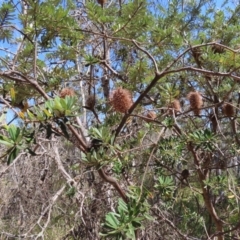 Banksia marginata at Krawarree, NSW - 1 Oct 2023