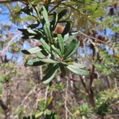 Banksia marginata at Krawarree, NSW - 1 Oct 2023