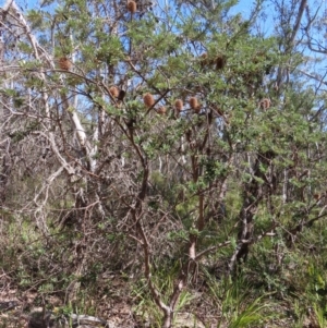 Banksia marginata at Krawarree, NSW - 1 Oct 2023