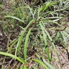 Lomatia myricoides (River Lomatia) at Berlang, NSW - 1 Oct 2023 by MatthewFrawley