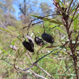 Lomatia myricoides at Berlang, NSW - 1 Oct 2023 12:18 PM