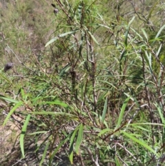 Lomatia myricoides at Berlang, NSW - 1 Oct 2023 12:18 PM