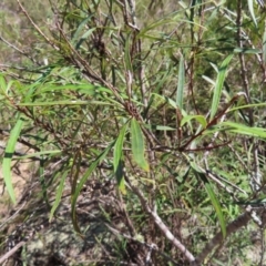 Lomatia myricoides at Berlang, NSW - 1 Oct 2023 12:18 PM