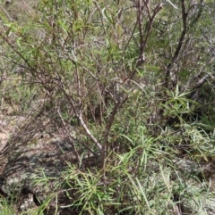 Lomatia myricoides at Berlang, NSW - 1 Oct 2023 12:18 PM