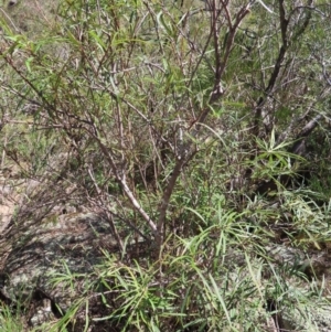 Lomatia myricoides at Berlang, NSW - 1 Oct 2023