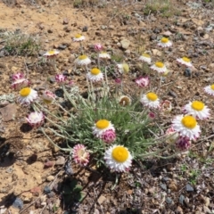 Leucochrysum albicans subsp. tricolor (Hoary Sunray) at Krawarree, NSW - 1 Oct 2023 by MatthewFrawley