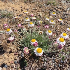 Leucochrysum albicans subsp. tricolor at Krawarree, NSW - 1 Oct 2023