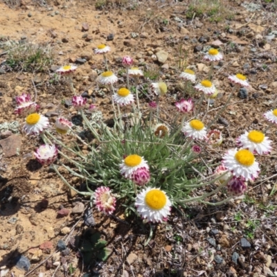 Leucochrysum albicans subsp. tricolor (Hoary Sunray) at Krawarree, NSW - 1 Oct 2023 by MatthewFrawley