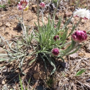 Leucochrysum albicans subsp. tricolor at Krawarree, NSW - 1 Oct 2023