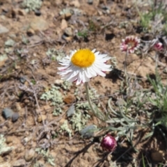 Leucochrysum albicans subsp. tricolor at Krawarree, NSW - 1 Oct 2023 12:37 PM