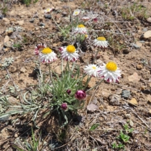 Leucochrysum albicans subsp. tricolor at Krawarree, NSW - 1 Oct 2023 12:37 PM