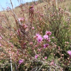 Kunzea parvifolia (Violet Kunzea) at QPRC LGA - 1 Oct 2023 by MatthewFrawley