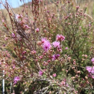 Kunzea parvifolia at Krawarree, NSW - 1 Oct 2023 12:39 PM