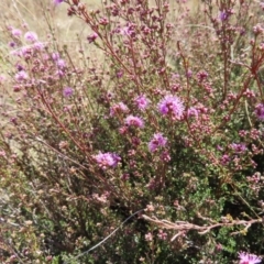 Kunzea parvifolia at Krawarree, NSW - 1 Oct 2023 12:39 PM