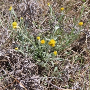 Chrysocephalum apiculatum at Krawarree, NSW - 1 Oct 2023