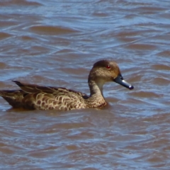 Anas gracilis (Grey Teal) at QPRC LGA - 1 Oct 2023 by MatthewFrawley